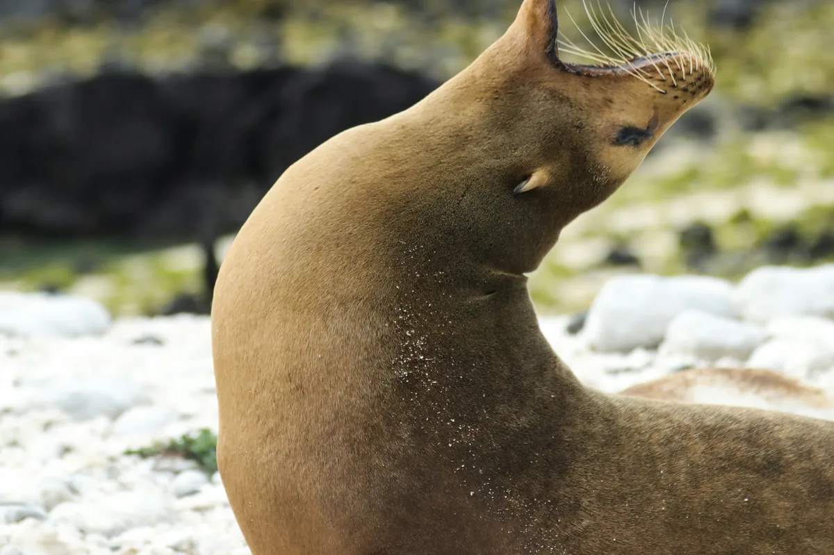 31-Day Epic Ecuador & Galapagos Experience — photo 4