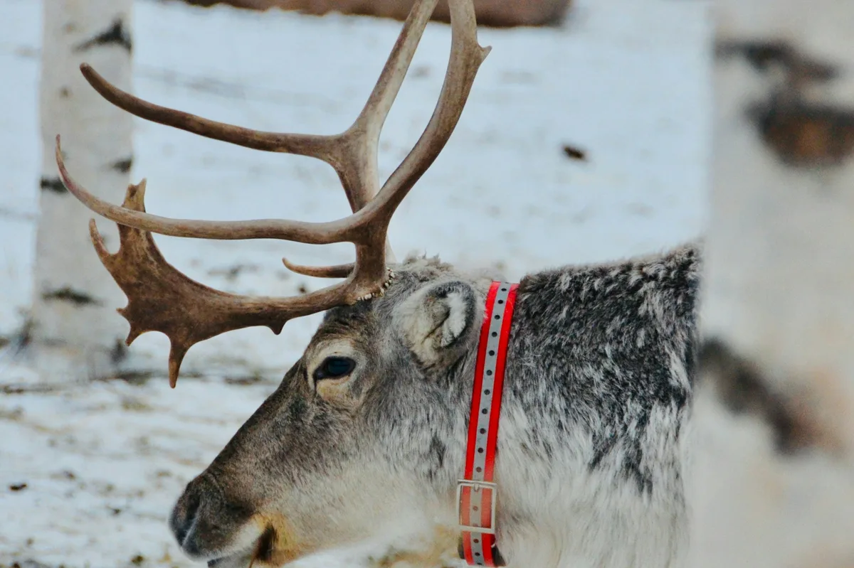 Beautiful 10-Day Baltic Highlights Tour — photo 1