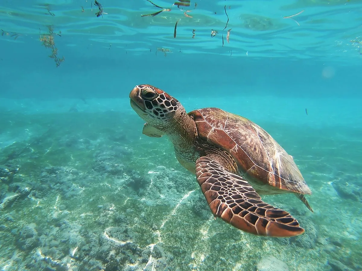 Private Catamaran Cruise & Snorkeling Tour, Honolulu — photo 2