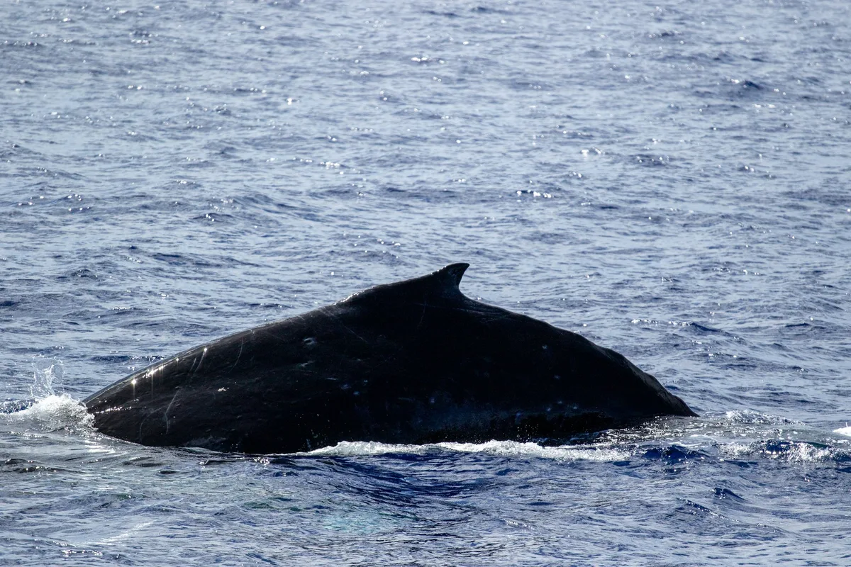 Private Whale Watching Tour, Honolulu — photo 1