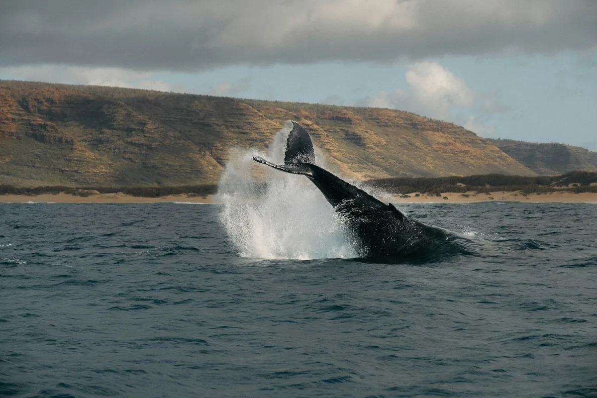 Private Whale Watching Tour, Honolulu — photo 2