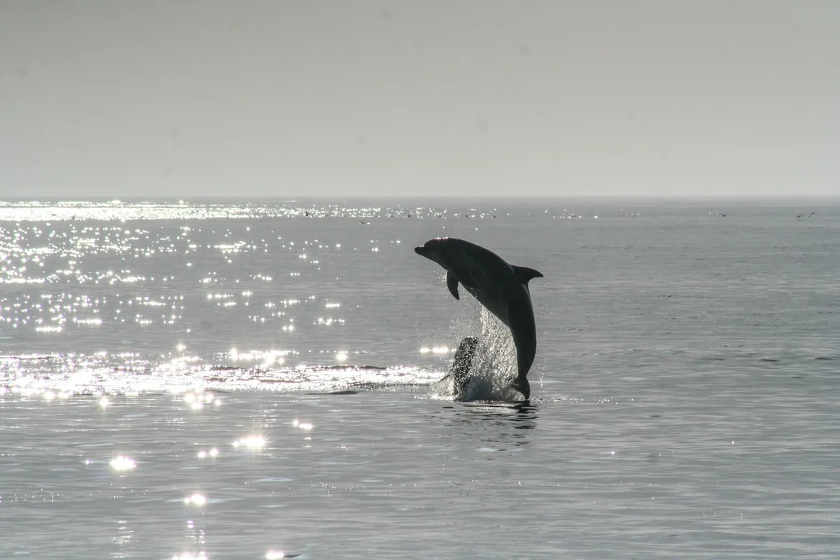 Private Whale Watching Tour, Honolulu — photo 4