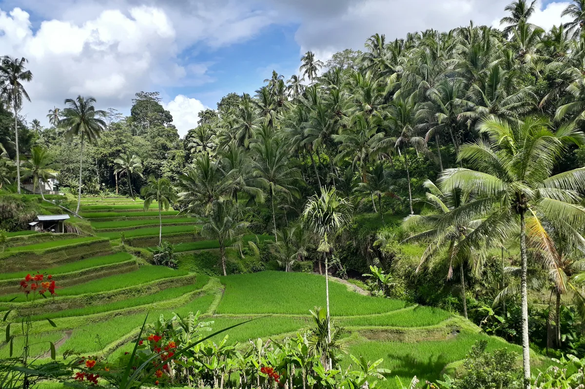 Indonesia Highlights: Bali, Java, Jungle & Islands — photo 2