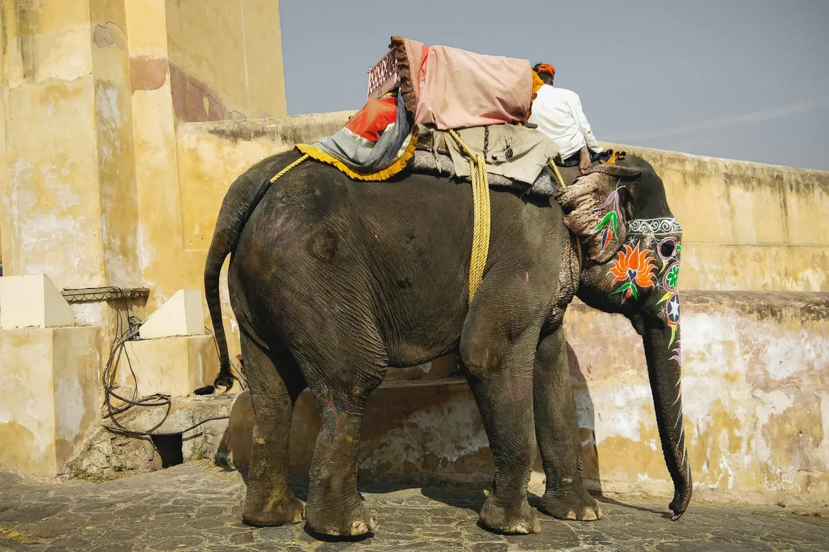 Ultimate Northern India Tour — photo 2