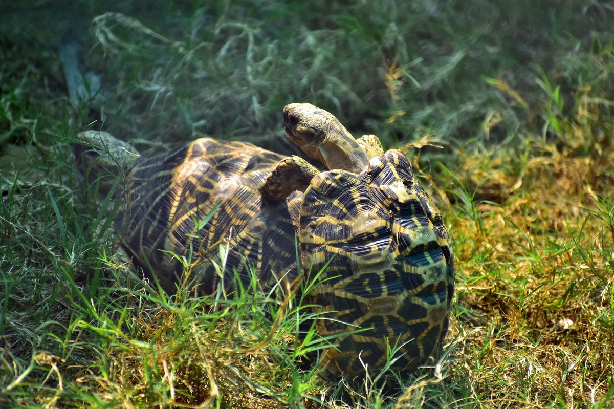 India's Wildlife: Tiger Safari Across Three National Parks — photo 1