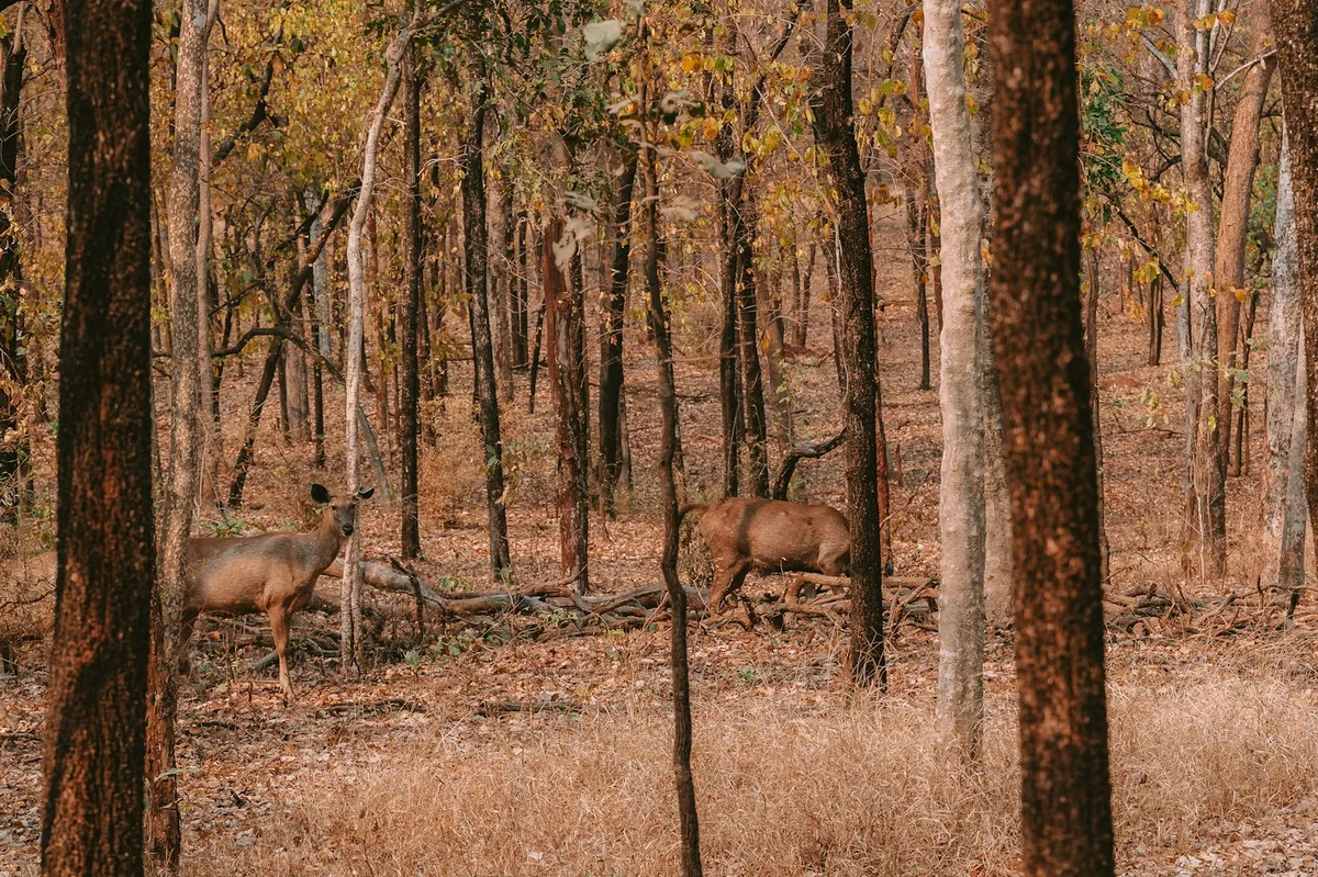 India's Wildlife: Tiger Safari Across Three National Parks — photo 2