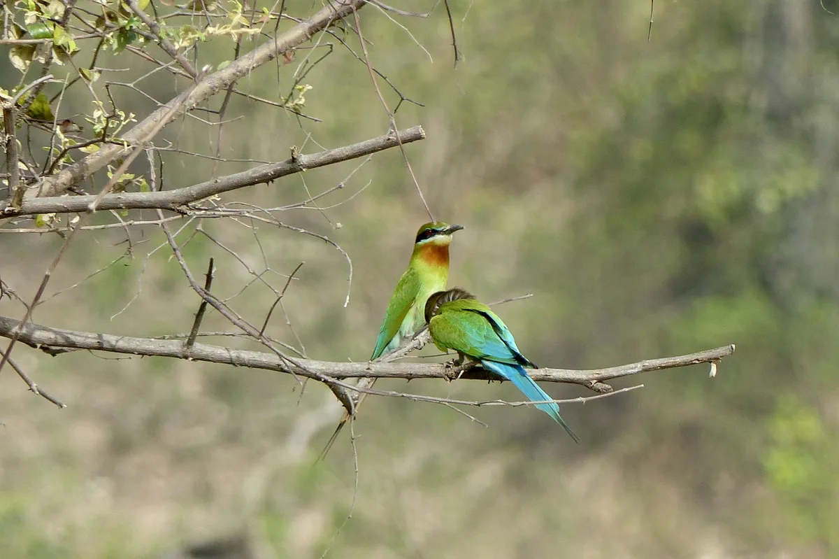 India's Wildlife: Tiger Safari Across Three National Parks — photo 3