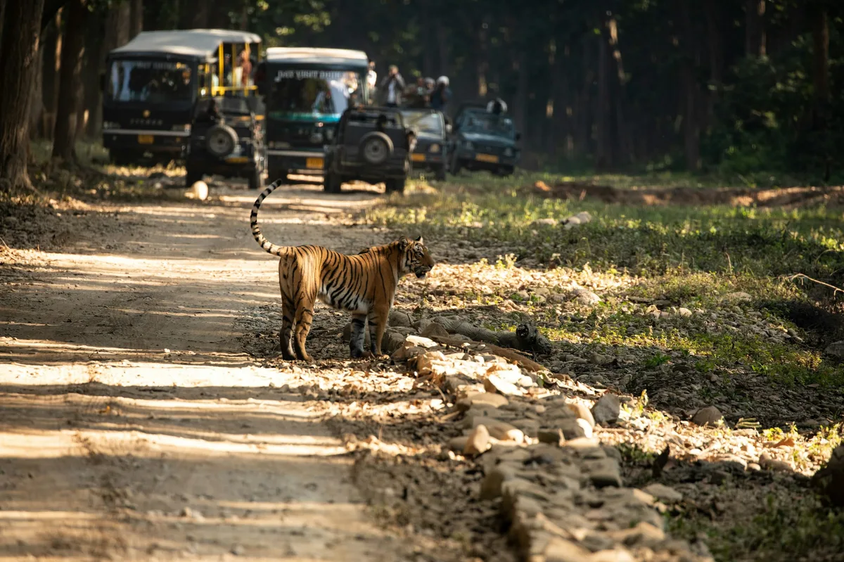 India's Wildlife: Tiger Safari Across Three National Parks — photo 4