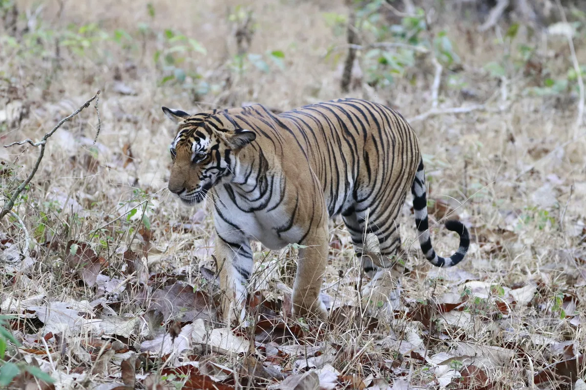 India's Wildlife: Tiger Safari Across Three National Parks — photo 5