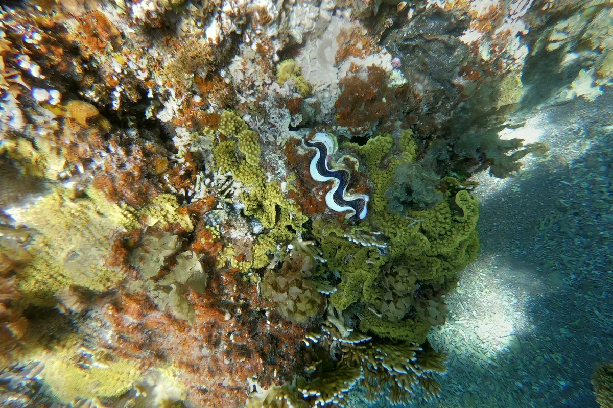 Red Sea Diving & Discoveries in Jordan — photo 1