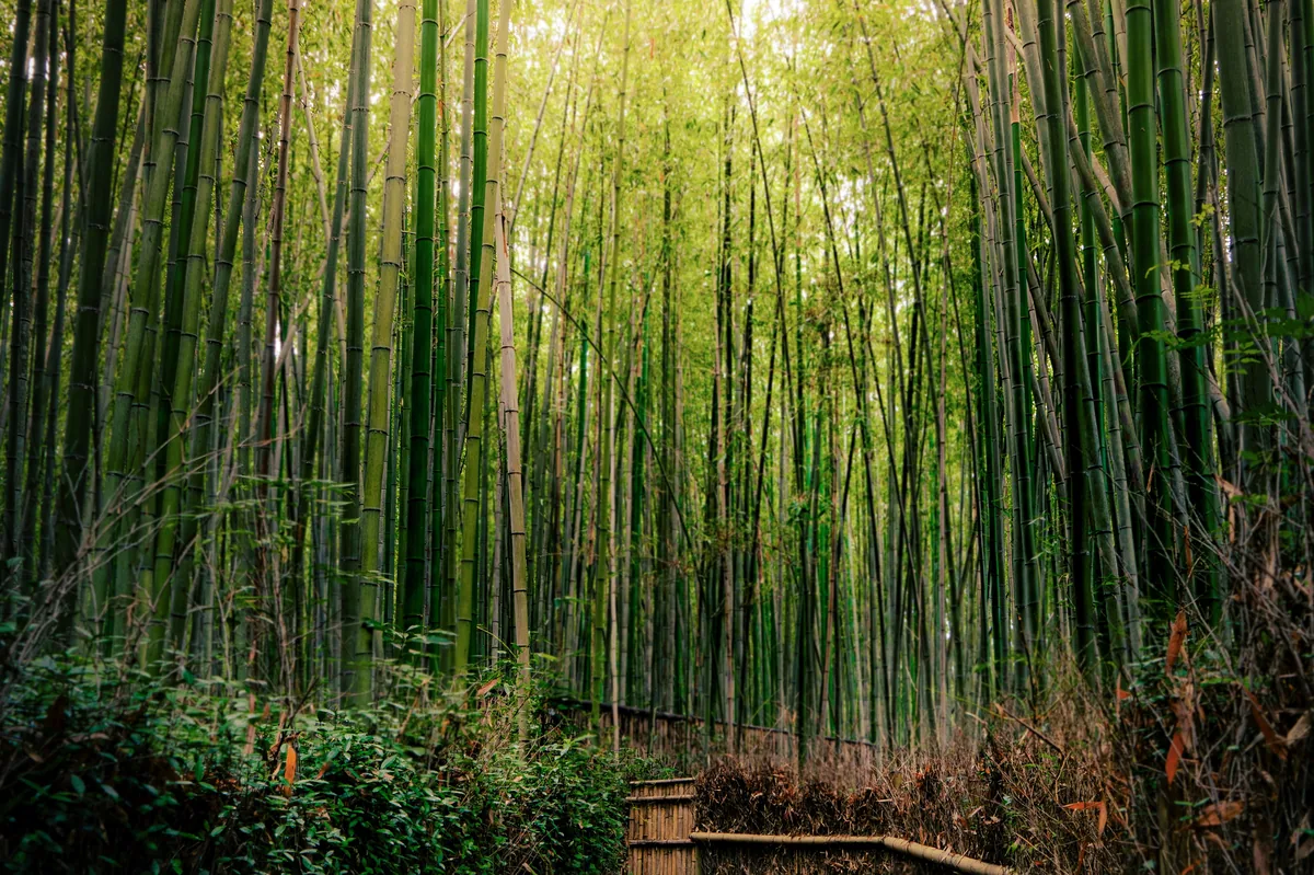 The Cultural Heart of Japan — photo 4