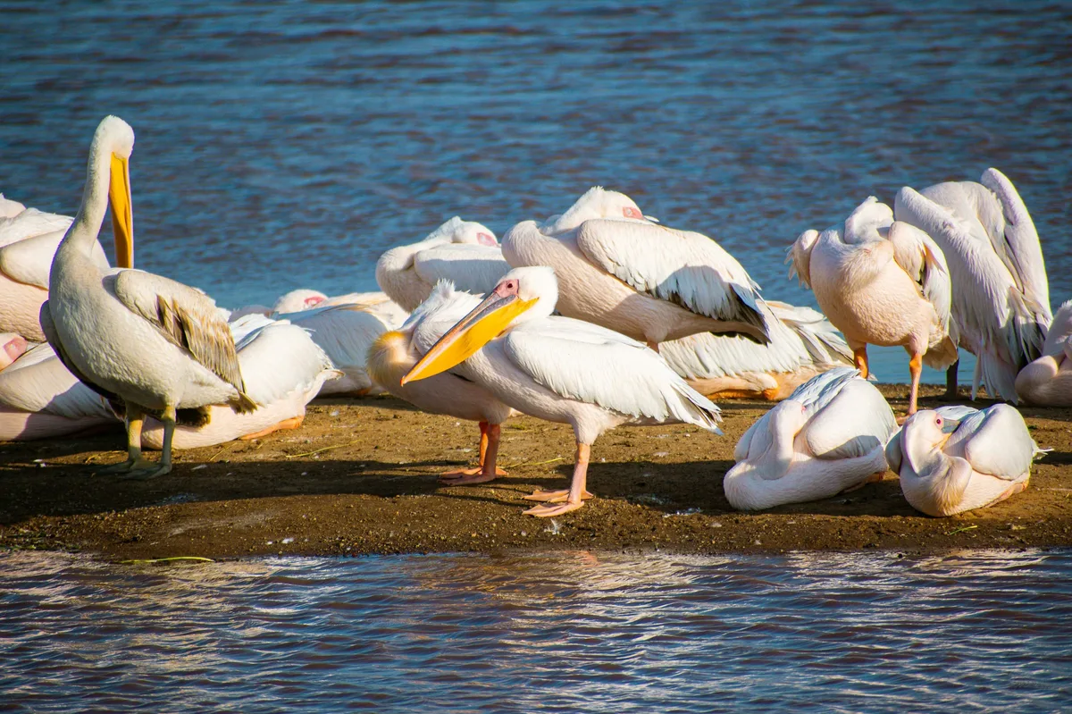 Kenya Grand Safari with Beach Stay: 18 Days — photo 3