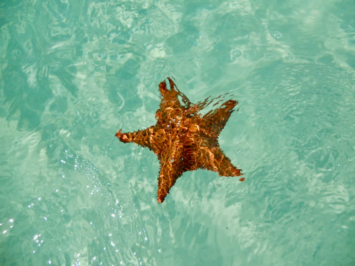 Private Snorkeling Tour, Big Pine Key — photo 3