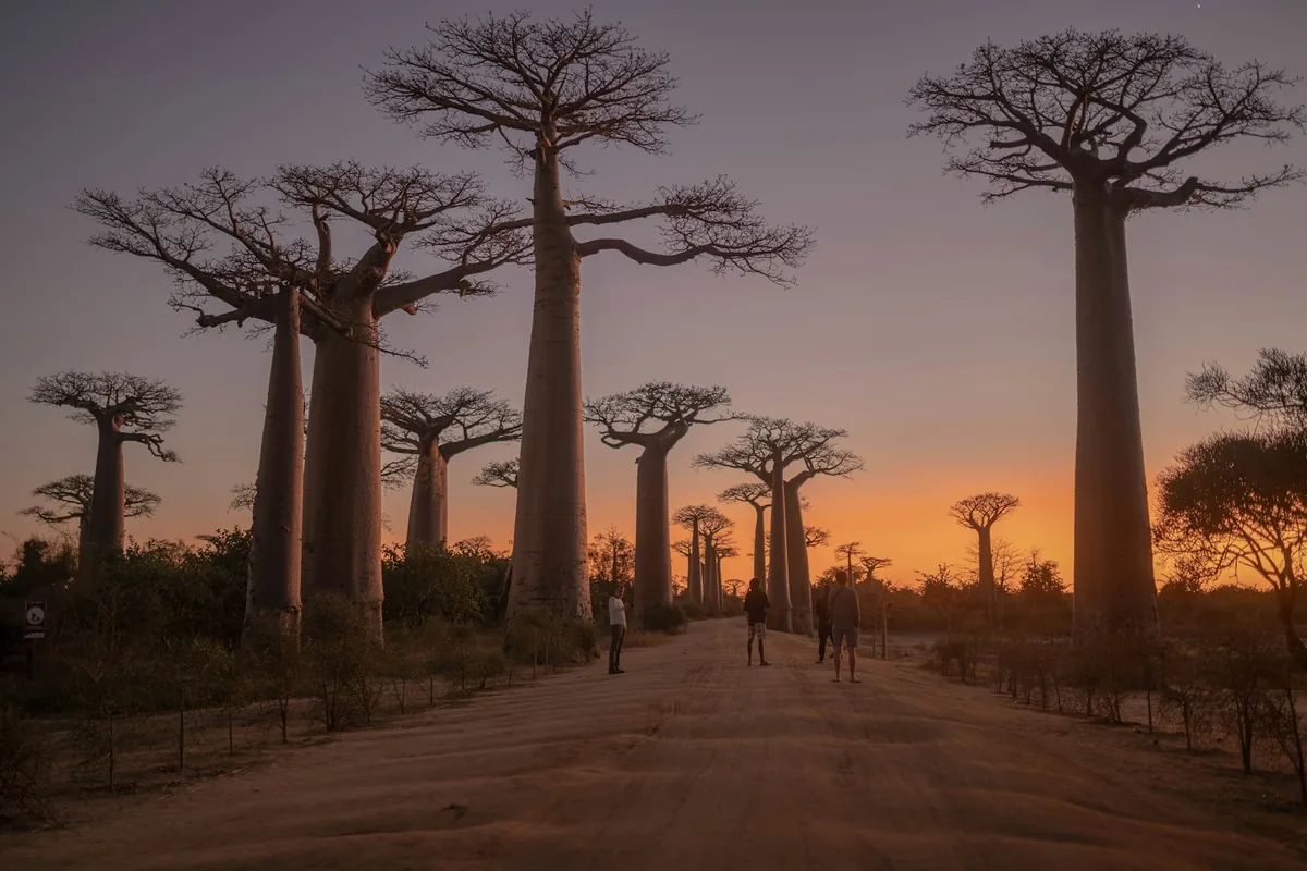 Western Madagascar: Baobabs, Tsingy & the Tsiribihina River — photo 1