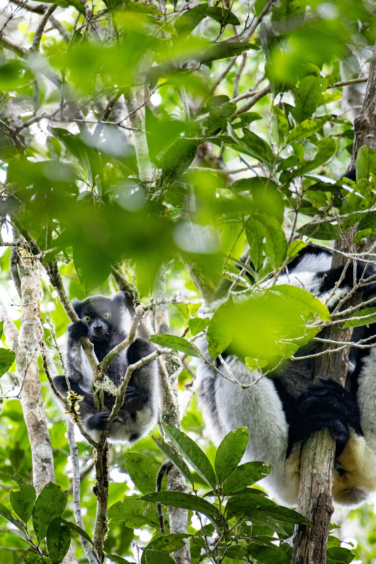 Western Madagascar: Baobabs, Tsingy & the Tsiribihina River — photo 3