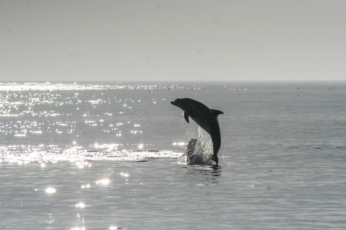 Private Miami Boat Tour: Sunset, Snorkeling & Dolphin Watching — photo 1