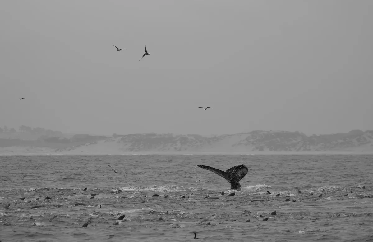 Monterey Bay Whale Watching Tour — photo 3