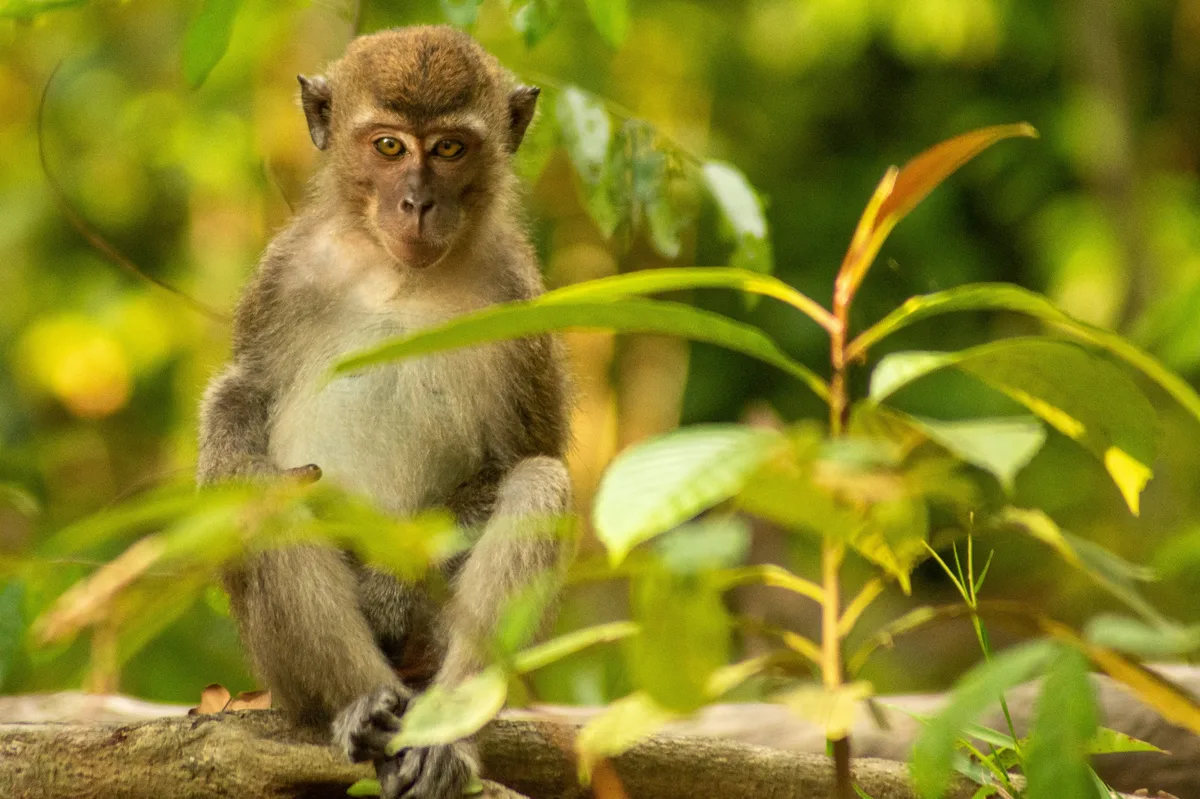 Explore Borneo: Kuching, Mulu Caves & Kinabatangan River — photo 3
