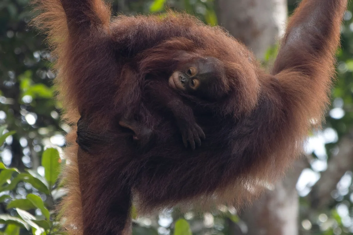 Borneo Wildlife River Cruise: Kinabatangan River & Sepilok — photo 2