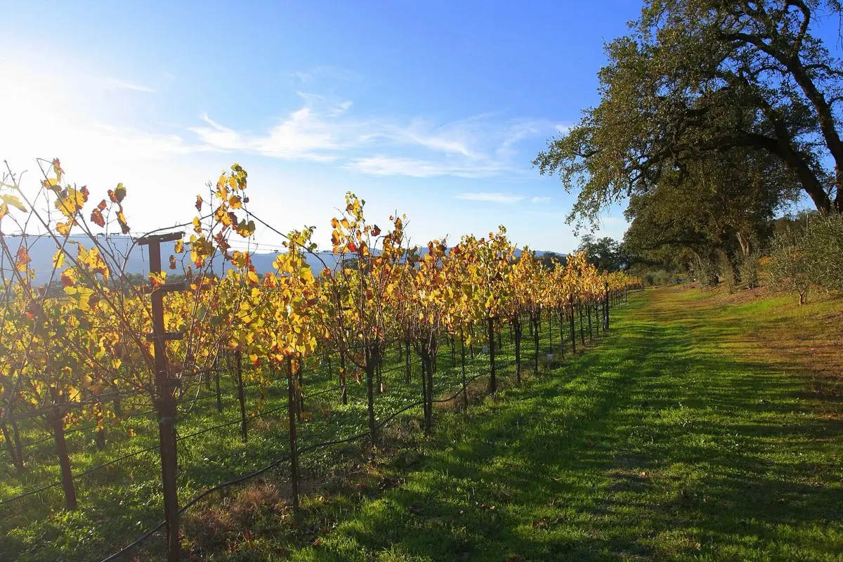 Napa Valley & Sonoma Wine Country Tour — photo 1