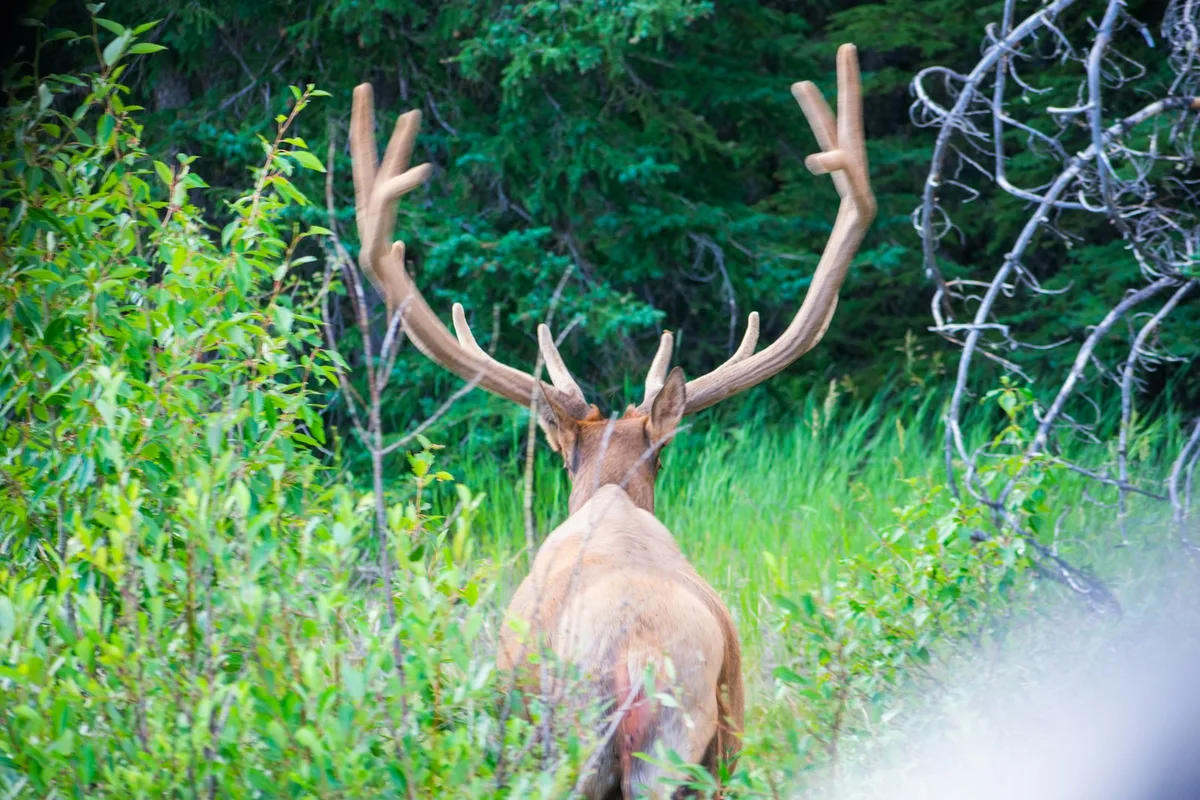 Ottawa Parc Omega Private Tour with Hotel Transfer — photo 2