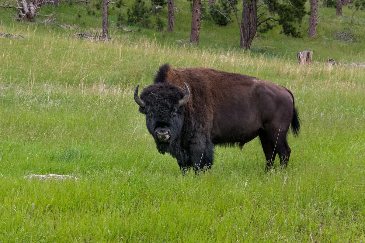 Ottawa Parc Omega Private Tour with Hotel Transfer — photo 3