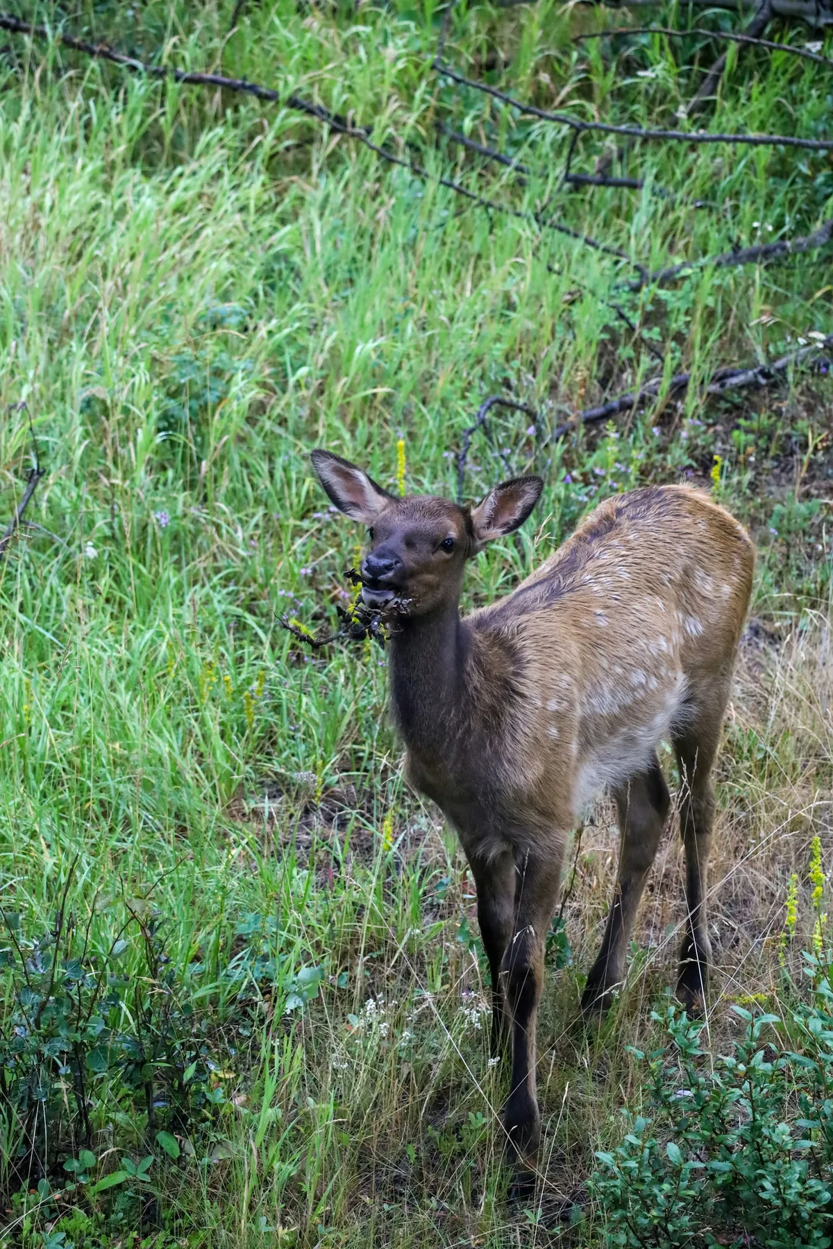 Ottawa Parc Omega Private Tour with Hotel Transfer — photo 4