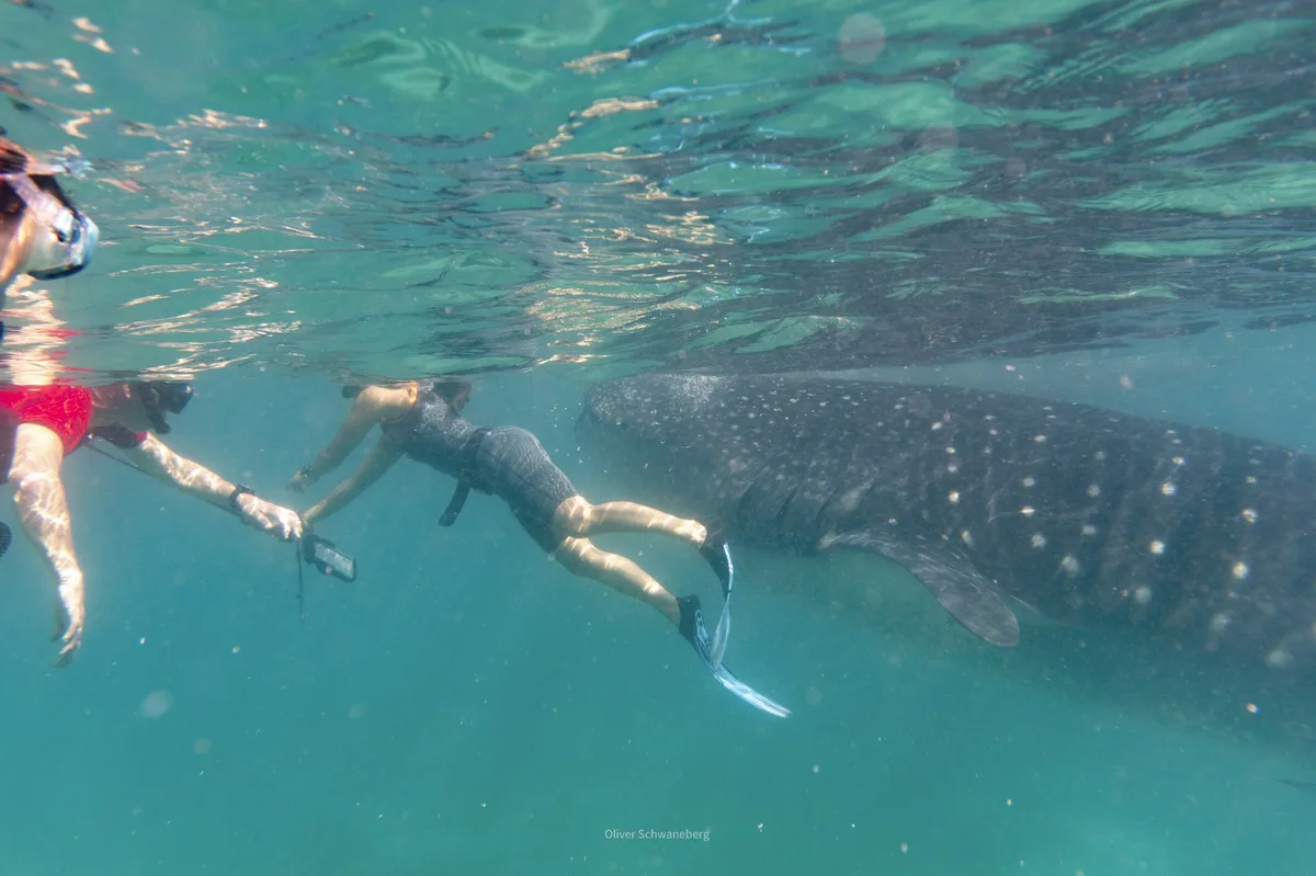 The Philippines' Visayas: Whale Sharks, Siquijor & Bohol in 14 Days — photo 1