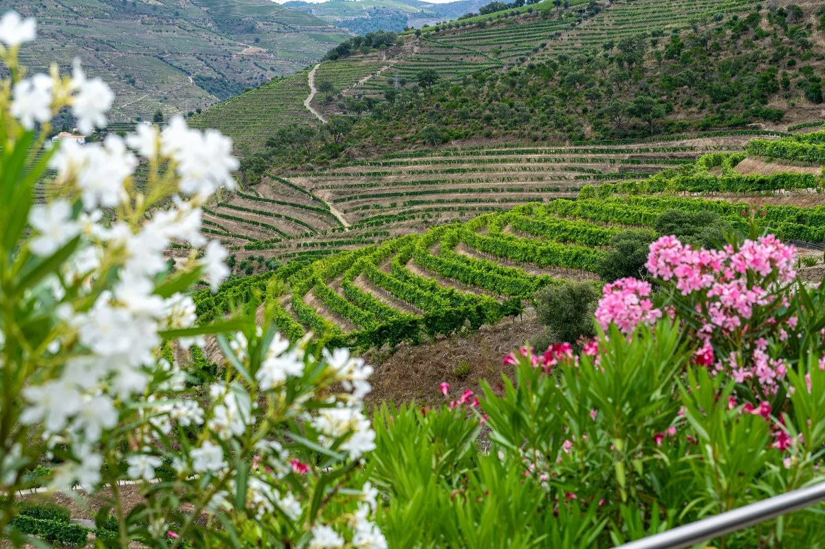 A Taste of Portugal: Culinary Journey from Faro to Porto — photo 2