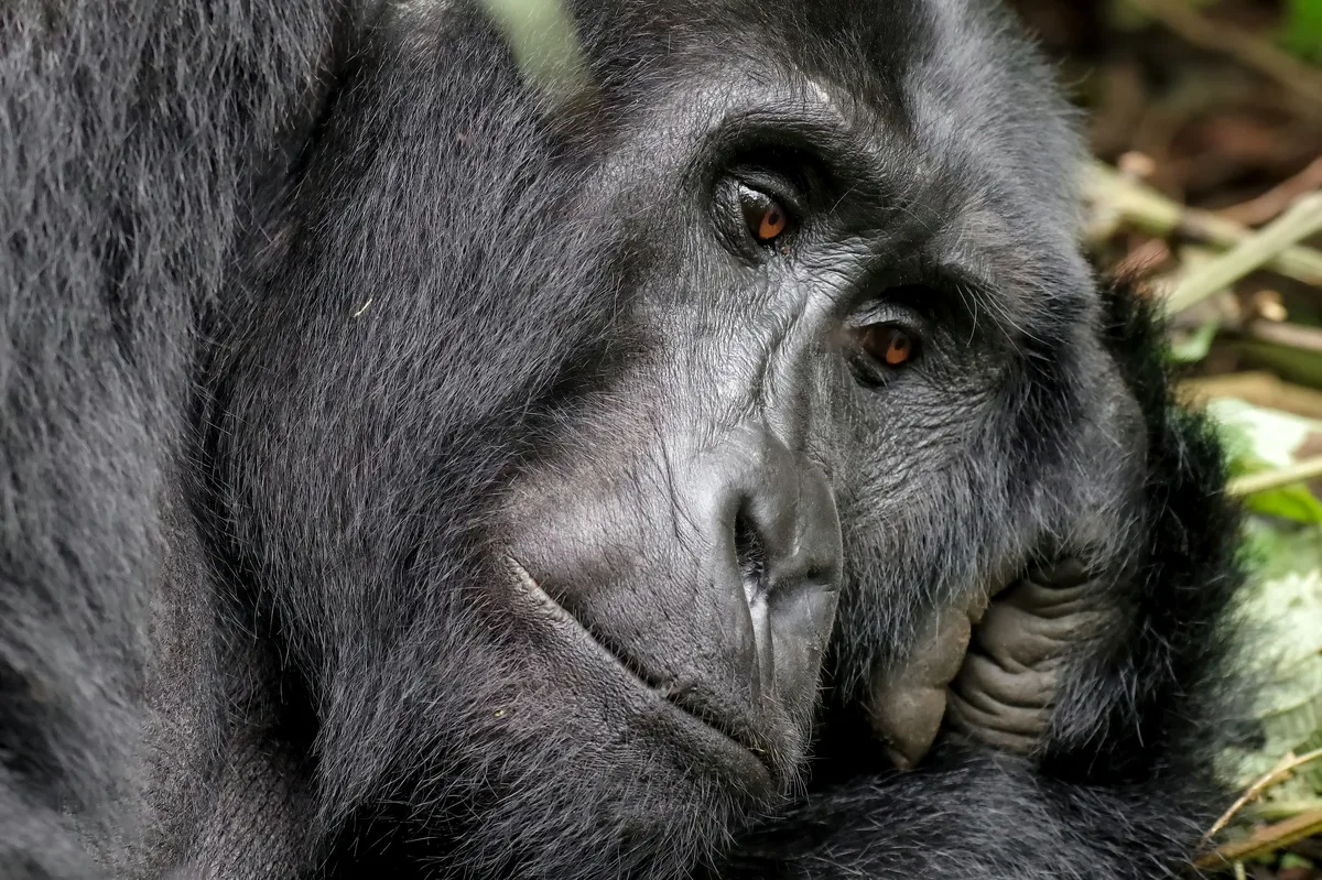 Safari & Gorilla Tracking in Rwanda & Uganda — photo 2