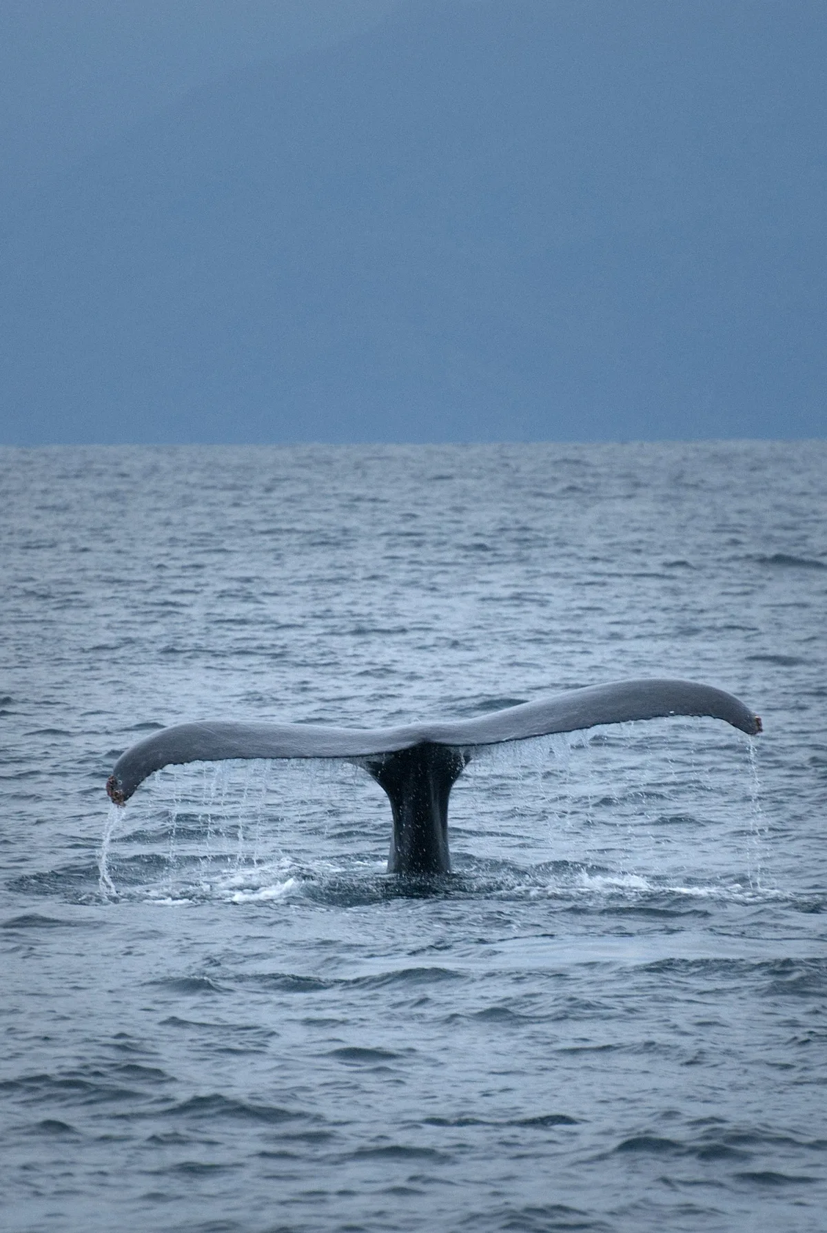 Private Whale Watching in San Diego on a Premium Zodiac — photo 2