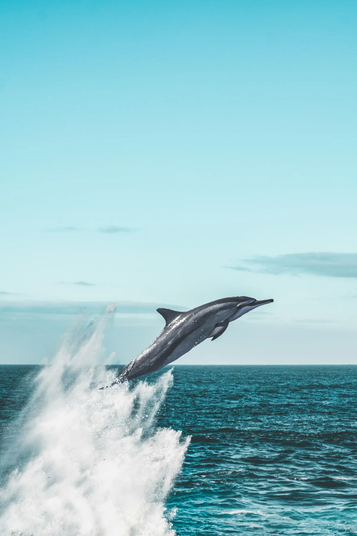 Private Whale Watching in San Diego on a Premium Zodiac — photo 3