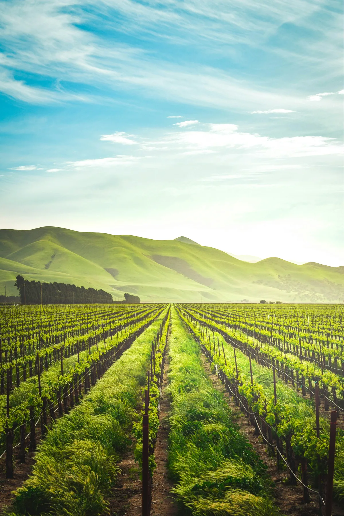 San Diego County Wine Tour (Private) — photo 1