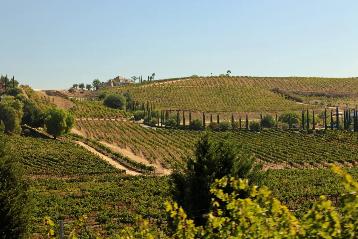 San Diego County Wine Tour (Private) — photo 2