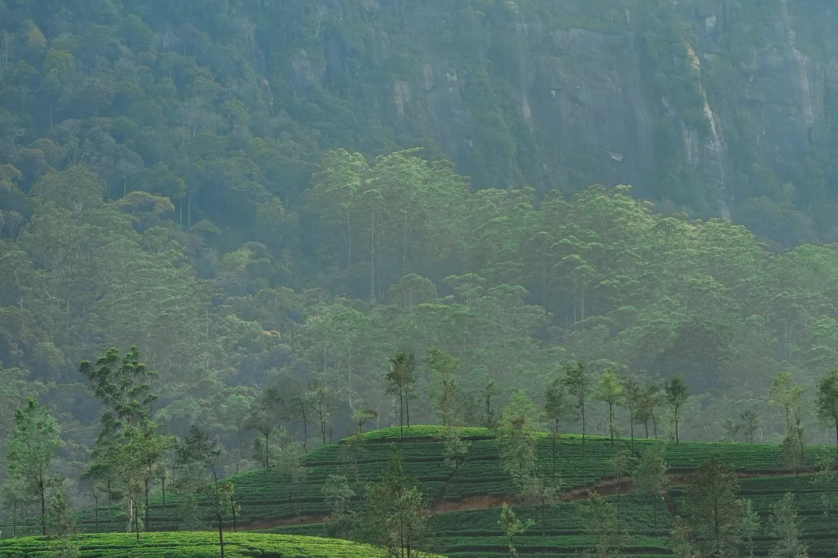 Sri Lanka Classic Cultural Escape — photo 1