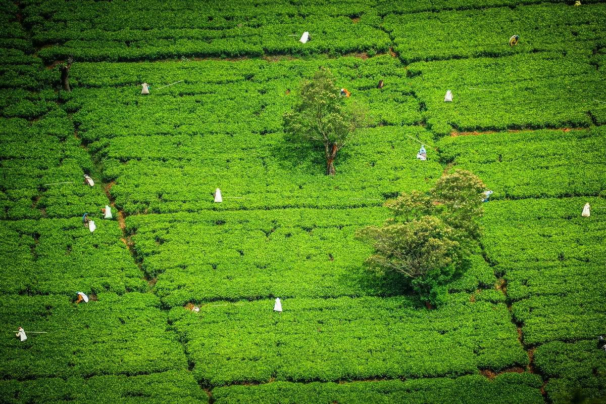 Sri Lanka Grand Discovery — photo 1
