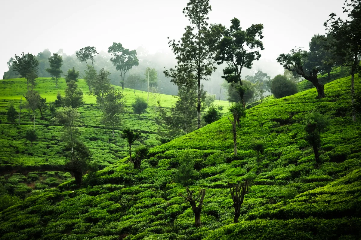 Luxury Sri Lanka Escape — photo 2