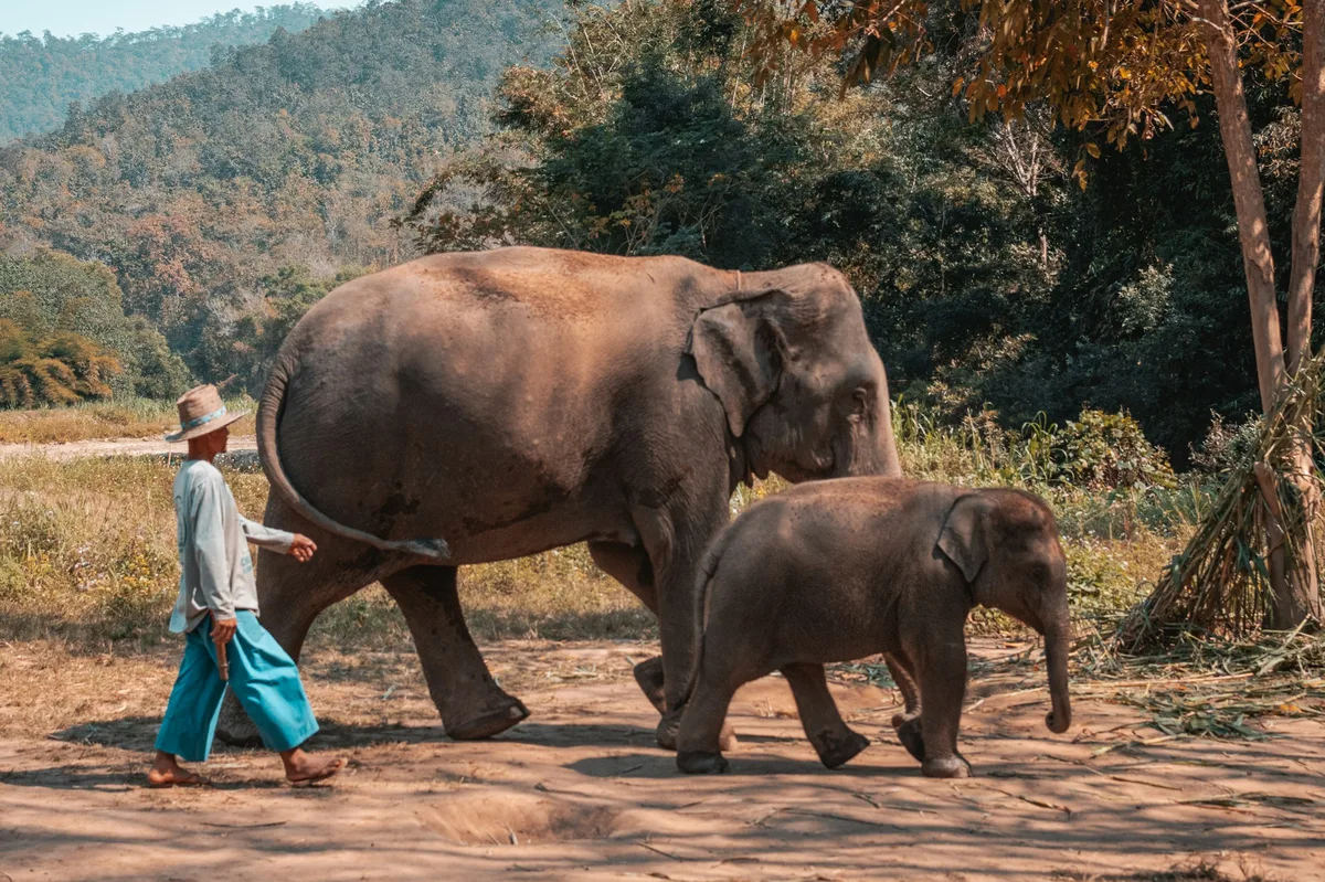 Highlights of Thailand: Ayutthaya, Chiang Rai & Phuket in 12 Days — photo 5