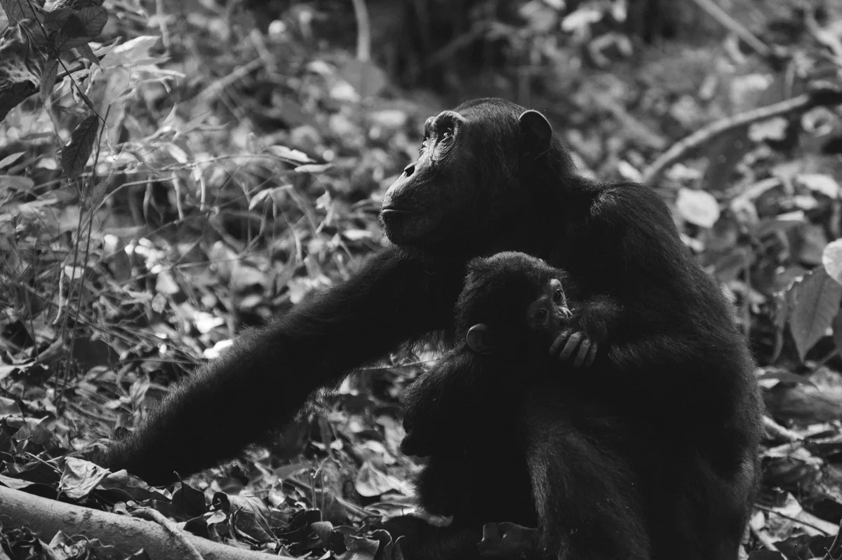 Tanzania: Mahale Chimpanzee Trekking & Zanzibar Beach in 16 Days — photo 1