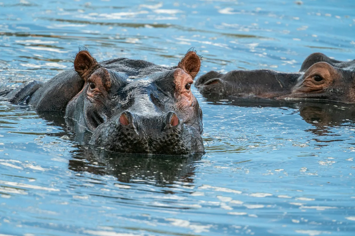 North & South Tanzania Safari: Nyerere, Ruaha & Ngorongoro in 14 Days — photo 1