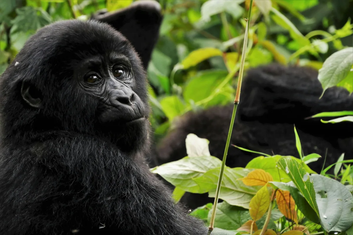 Uganda Primates & Wildlife Safari — photo 2