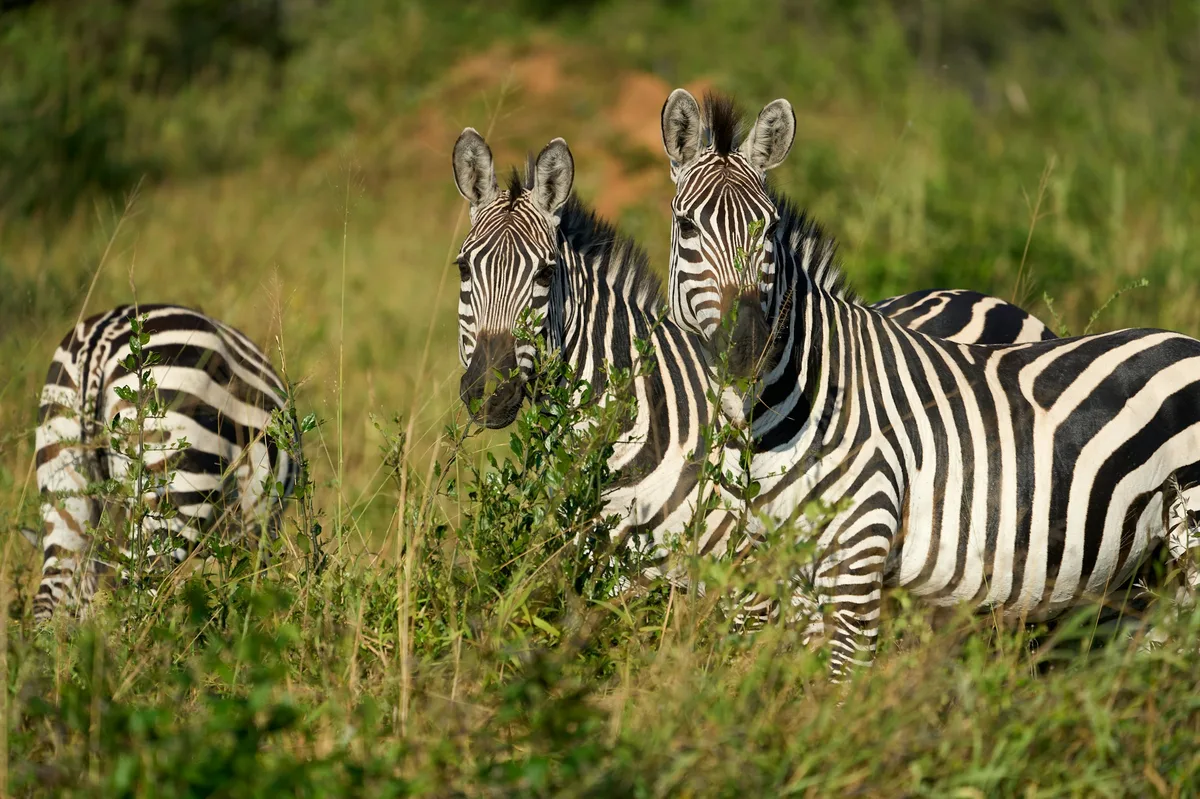 Uganda Primates & Wildlife Safari — photo 3