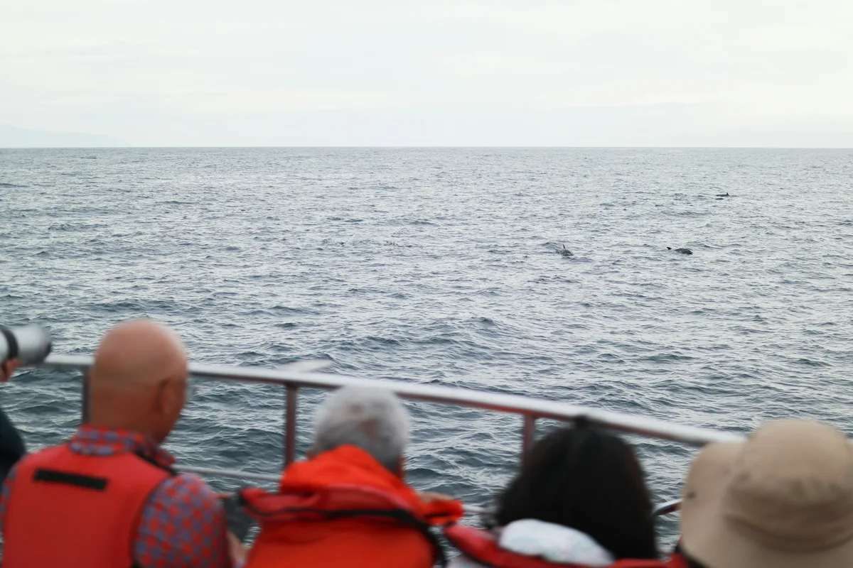 Private Zodiac Whale-Watching Tour from Victoria — photo 1