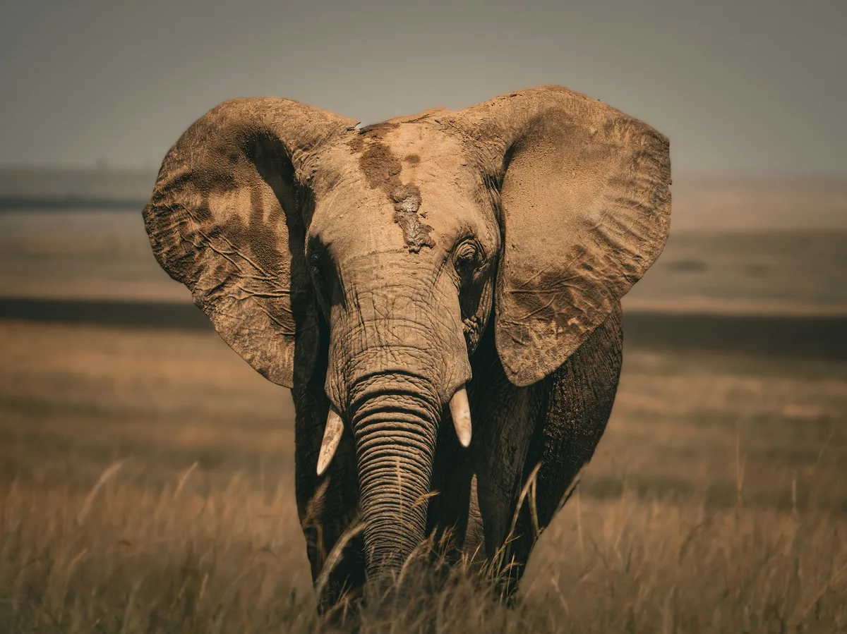 A savanna elephant standing in tall grass