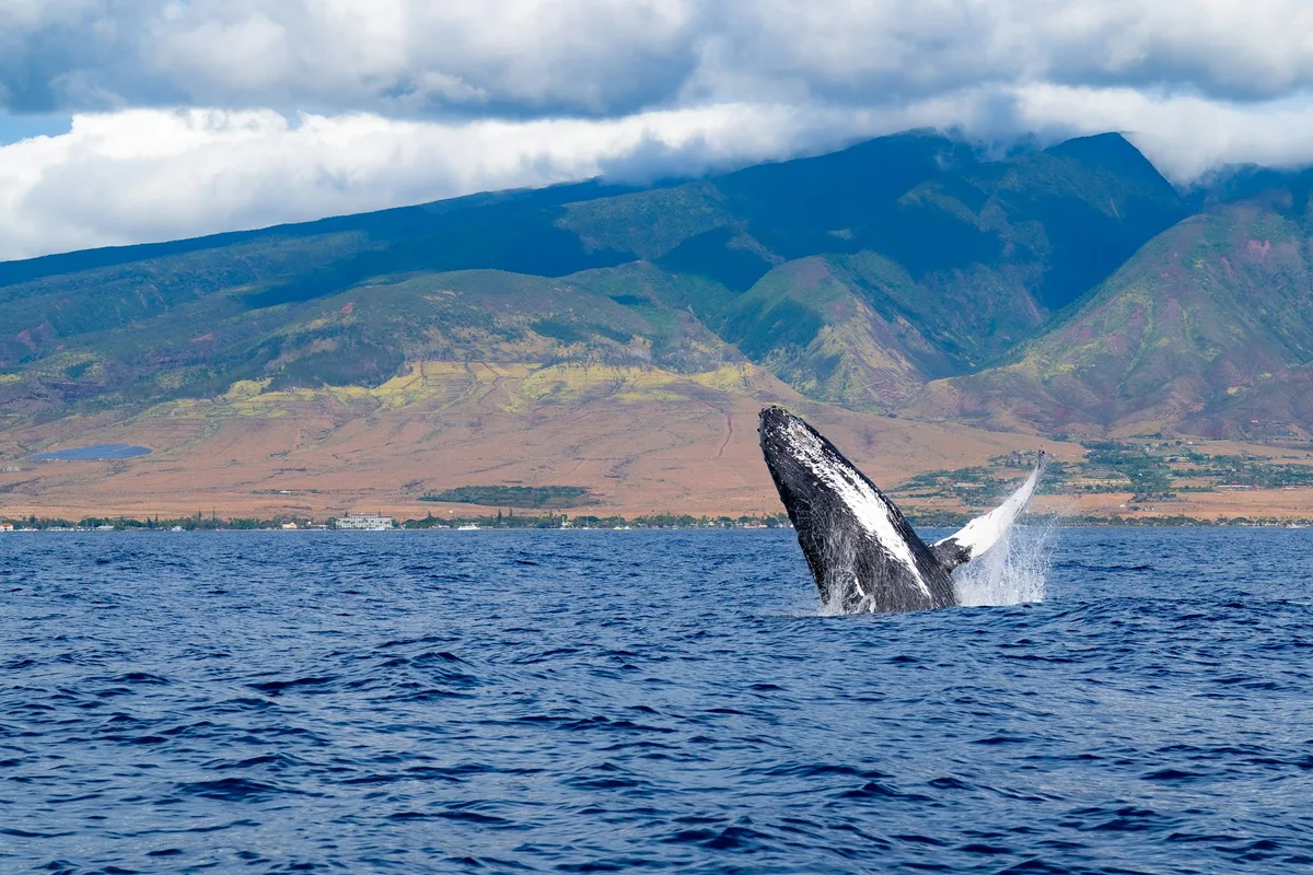 A humpback whale breaching in Hawaiian waters