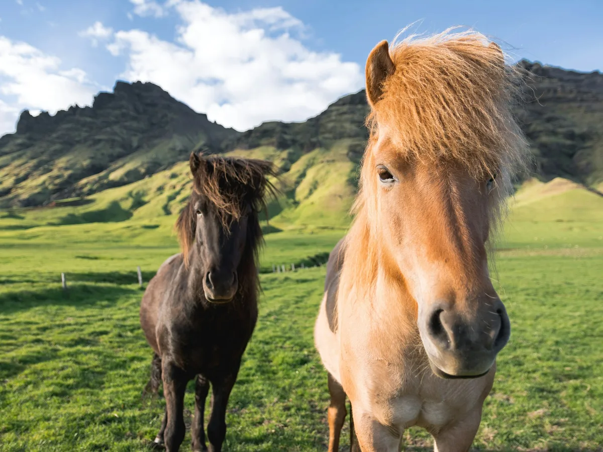 Icelandic horses grazing in front of a mountain range