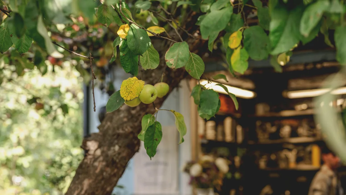 Apples growing on a tree branch in front of a rustic farm stand