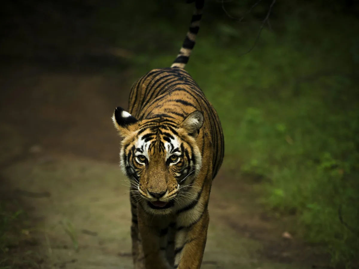 A tiger walking along a dirt track in an Indian national park