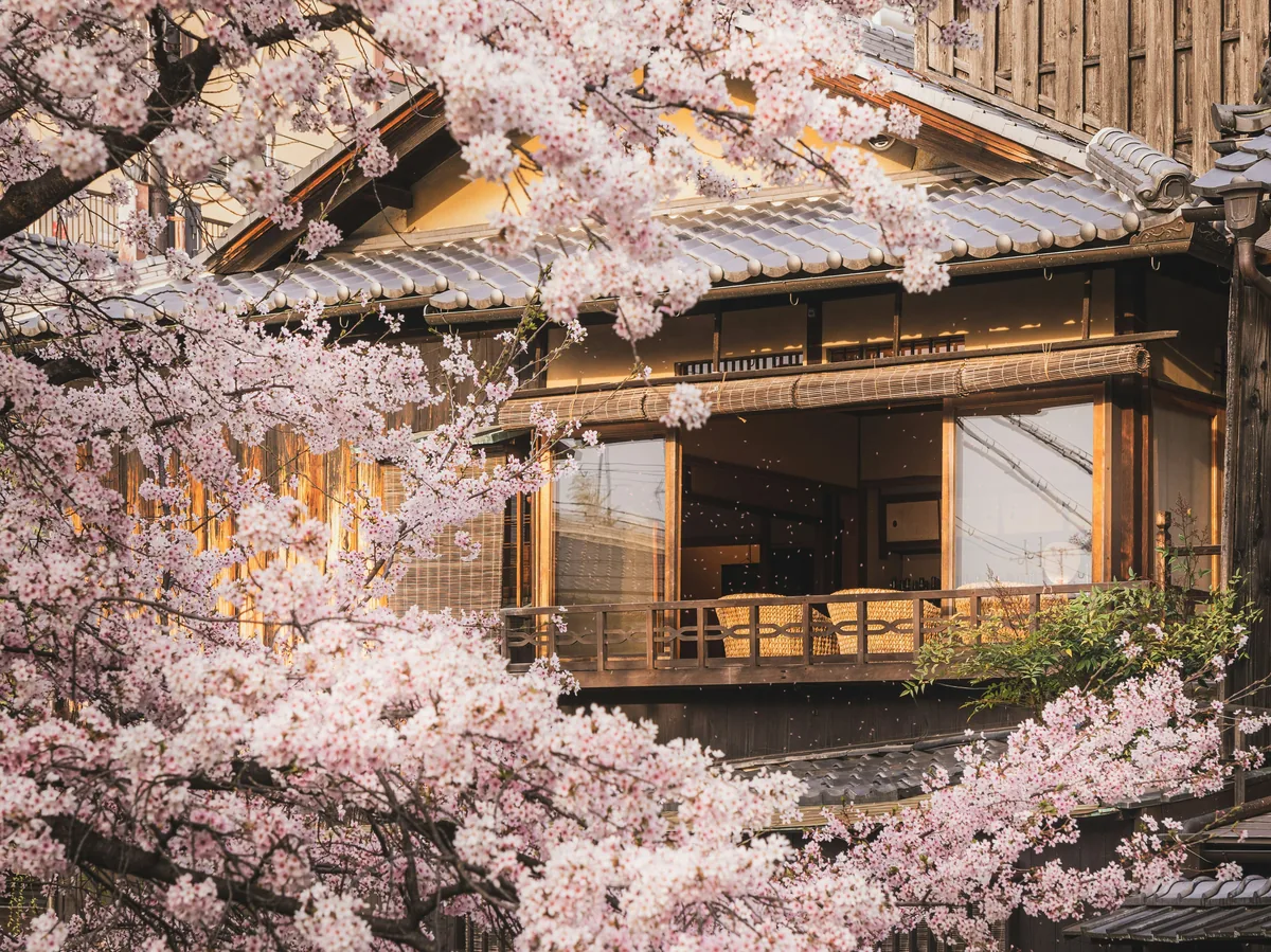 Pink cherry blossoms in full bloom along a street in Kyoto, Japan