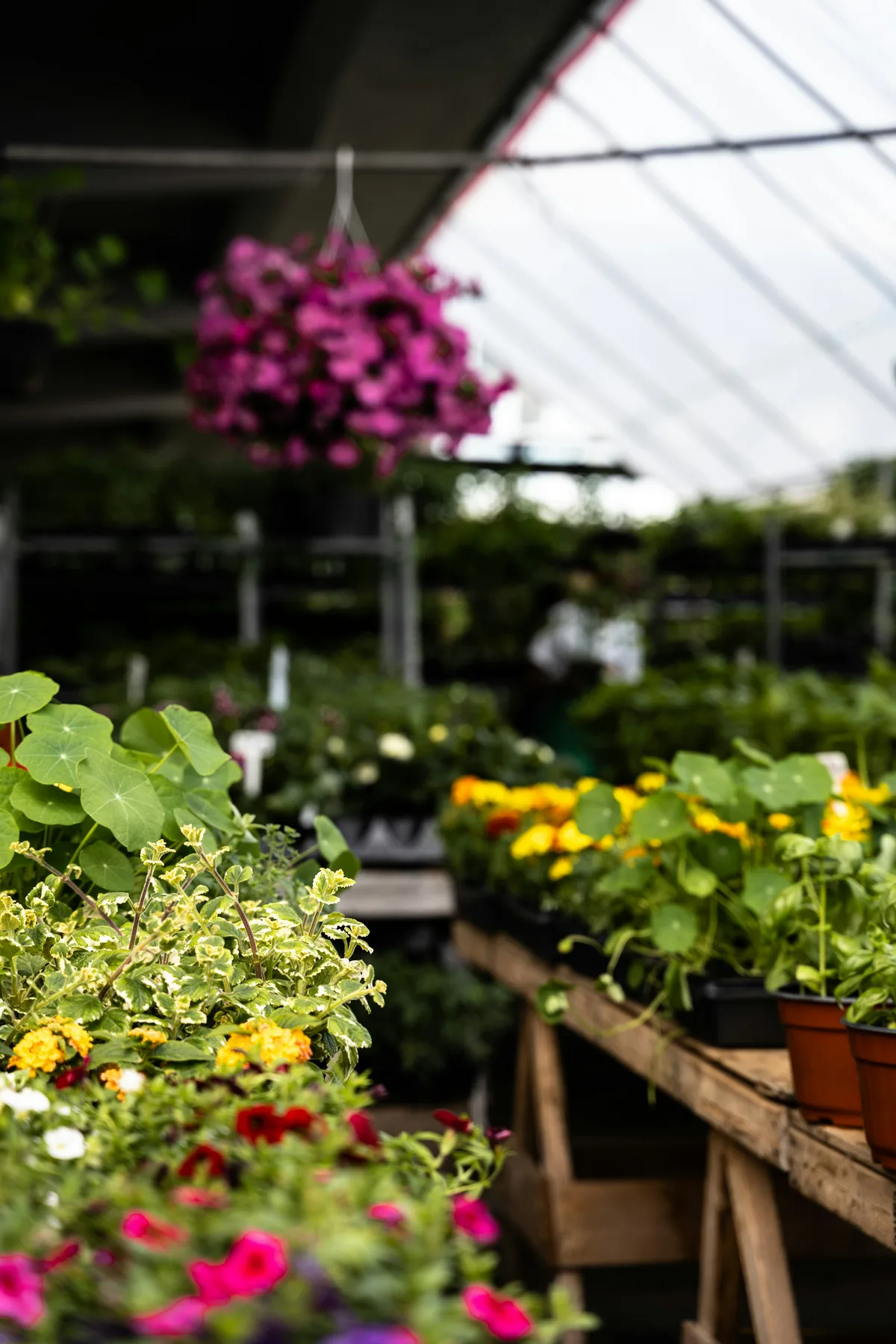 A flower stall at Montreal's Jean-Talon Market